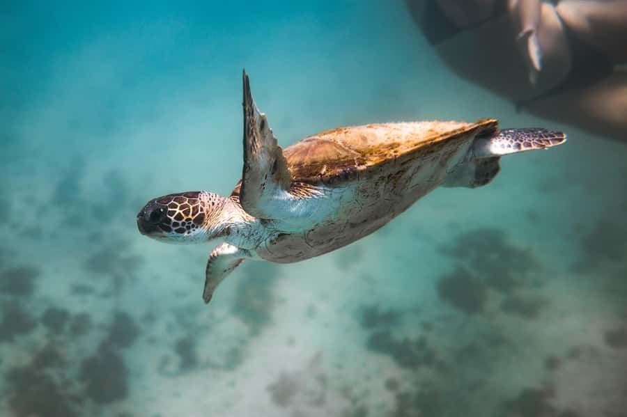 Rio: Best Dive Experience All Inclusive Scuba Diving Package - Who should book this Arraial do Cabo outing?