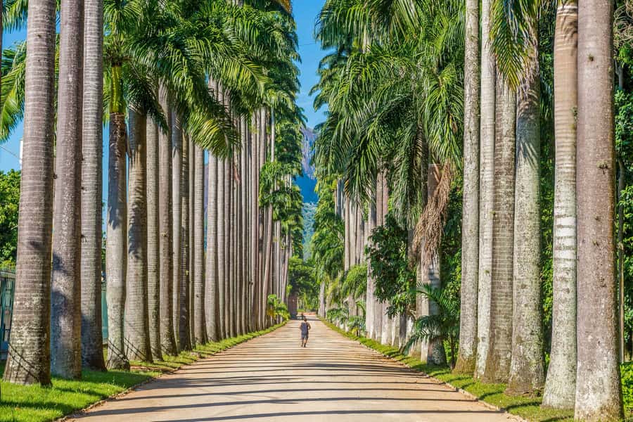 Rio: Botanical Garden, Tijuca Forest, and Parque Lage Tour - Practical preparation for the day