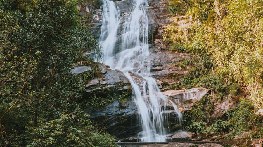 Rio de Janeiro: 4-Hour Botanical Garden & Tijuca Forest Tour - Who should book this nature tour?