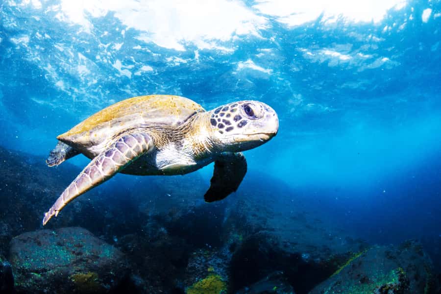 Rio de Janeiro: Arraial do Cabo Scuba Diving Day Trip - From Rio to Arraial do Cabo in One Long Day