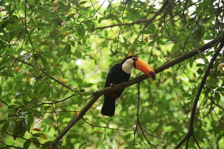 Rio de Janeiro: BioParque Guided Tour with Transfer - Starting With Hotel Pickup in Rio