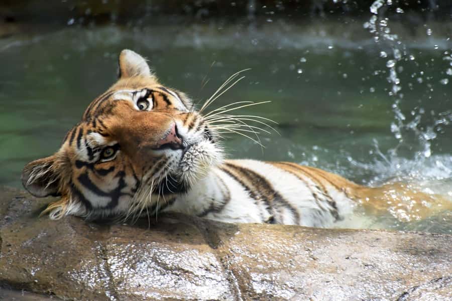 Rio de Janeiro: BioParque Guided Tour with Transfer - The Guide’s Role in Making the Visit Useful