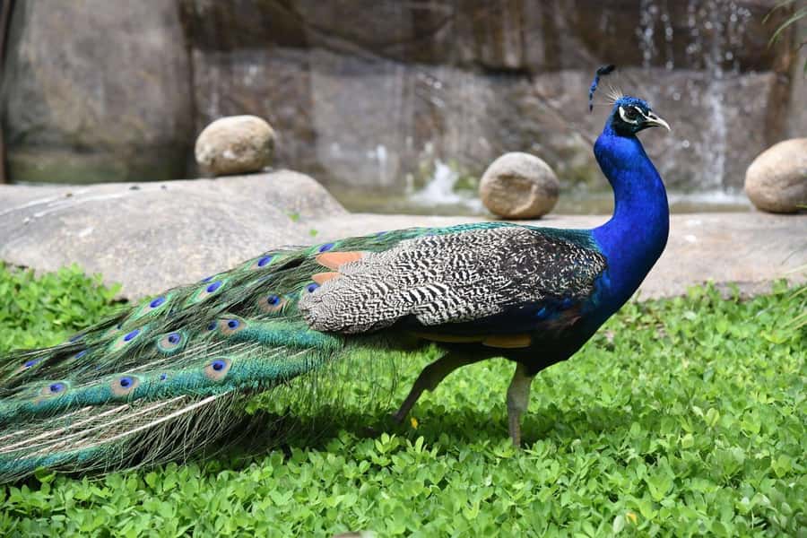 Rio de Janeiro: BioParque Guided Tour with Transfer - What the Conservation Message Adds