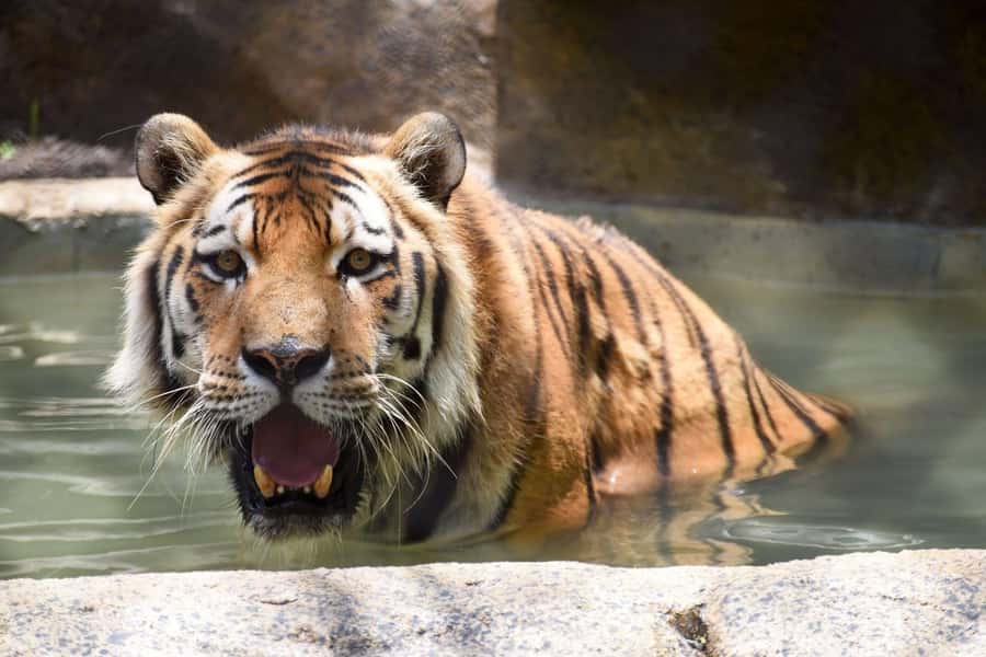Rio de Janeiro: BioParque Guided Tour with Transfer - Timing, Sun, and Comfort