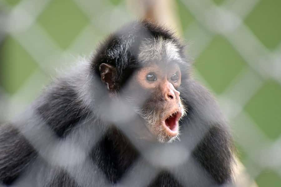 Rio de Janeiro: BioParque Guided Tour with Transfer - Booking Details Worth Checking Before You Go