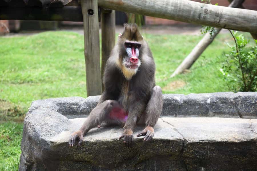 Rio de Janeiro: BioParque Guided Tour with Transfer - Walking Through 51 Animal Enclosures