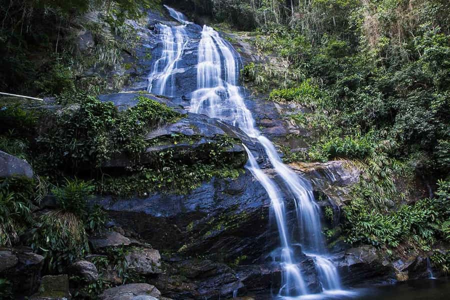 Rio de Janeiro: Botanical Garden & Tijuca Forest Guided Tour - Why Rio’s forest belongs on your itinerary