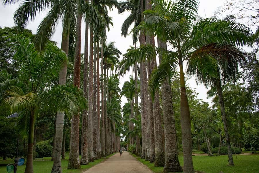 Rio de Janeiro: Botanical Garden & Tijuca Forest Guided Tour - Who should book this nature tour?