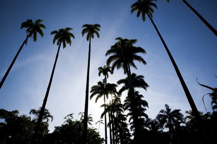 Rio de Janeiro: Botanical Garden & Tijuca Forest Guided Tour - Pickup, clothing, and practical preparation