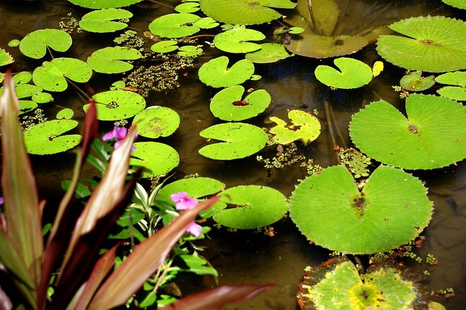 Rio de Janeiro Botanical Garden Tour - Is $81.35 a fair price?