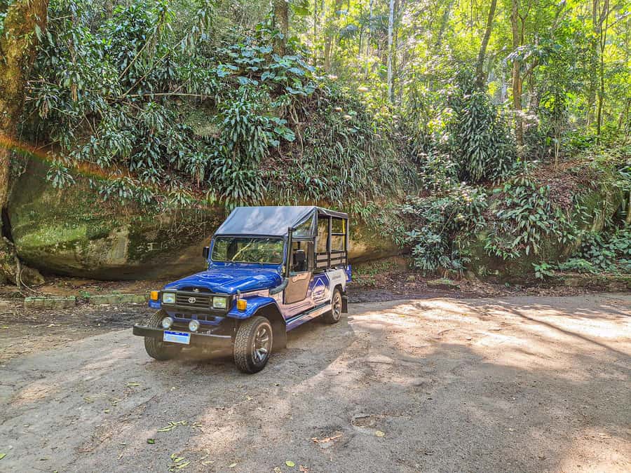 Rio de Janeiro: Guided Jeep Tour through Tijuca Rainforest - The one-hour forest walk