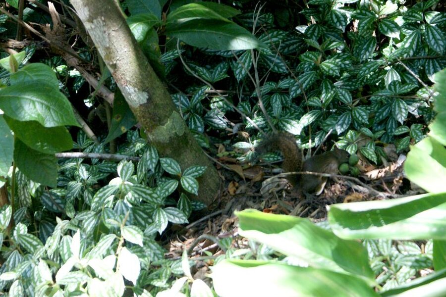 Rio de Janeiro: Guided Jeep Tour through Tijuca Rainforest - Who should book this jeep tour?