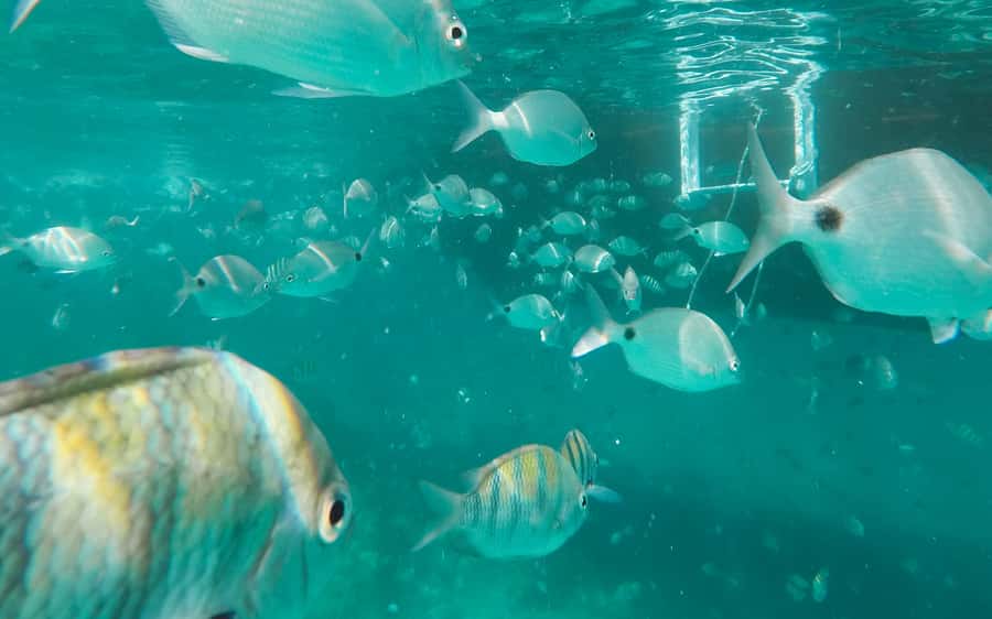 Rio de Janeiro: Ilha Grande with Boat Tour & Optional Lunch - Lunch at Japariz Beach