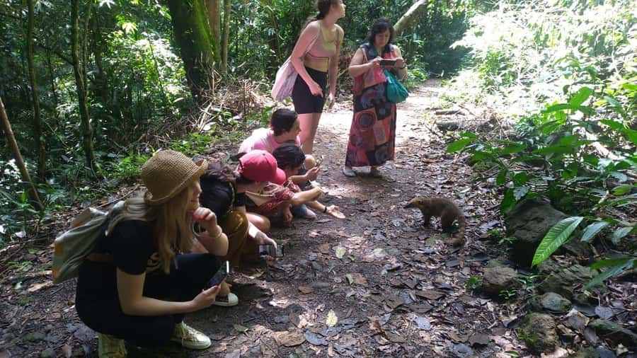 Rio de Janeiro: Jeep Tour in the Tijuca Forest - Alto da Boa Vista and the forest’s natural side