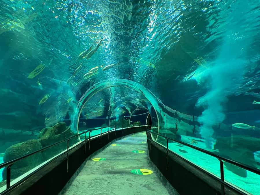 Rio de Janeiro: Marine Aquarium Entry Tickets - What your AquaRio visit is really like