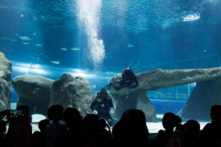 Rio de Janeiro: Marine Aquarium Entry Tickets - Why two hours is the right planning window