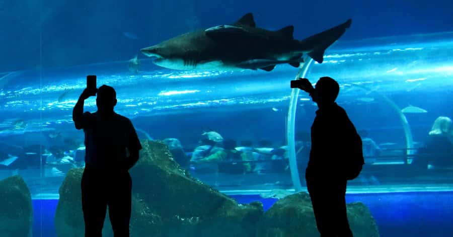 Rio de Janeiro: Marine Aquarium Entry Tickets - Inside the aquarium: 2,000 animals and 350 species