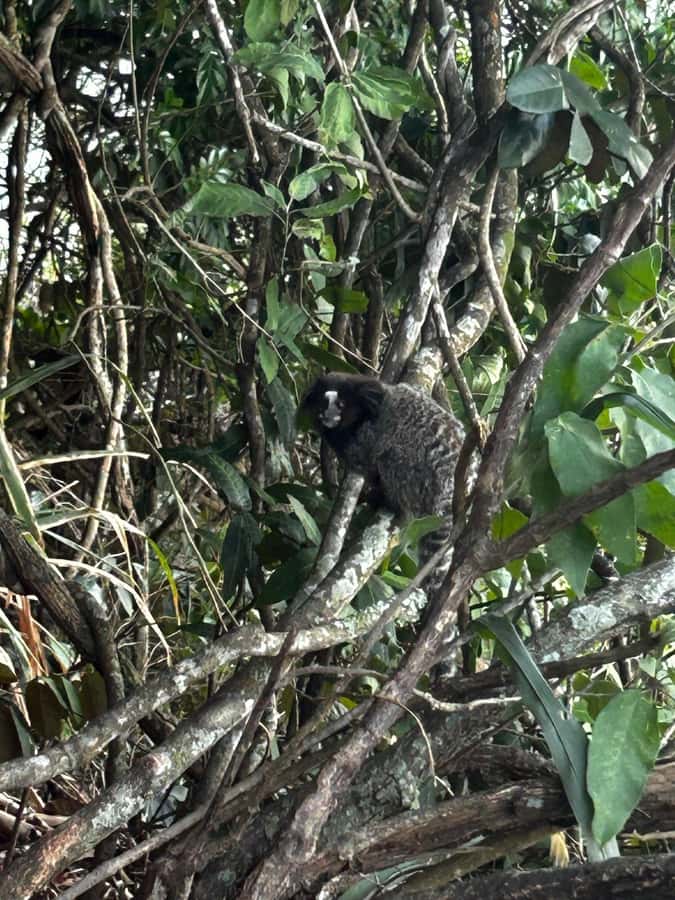 Rio De Janeiro: SUGARLOAF MOUNTAIN HIKE & CLIMB - Key points at a glance