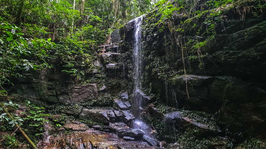 Rio de Janeiro: Tijuca Forest Waterfall of Souls Hike - Entering the forest with breathing and stretches