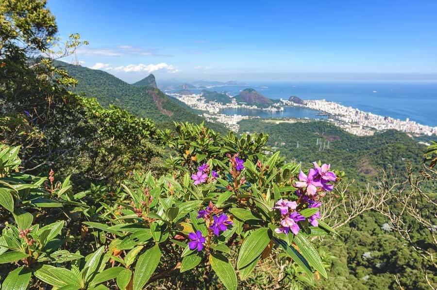 Rio de Janeiro: Tijuca National Park & Botanic Garden Tour - Who should book this Rio nature tour?