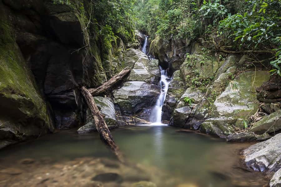 Rio de Janeiro: Tijuca National Park & Botanic Garden Tour - A rainforest rebuilt beside Rio