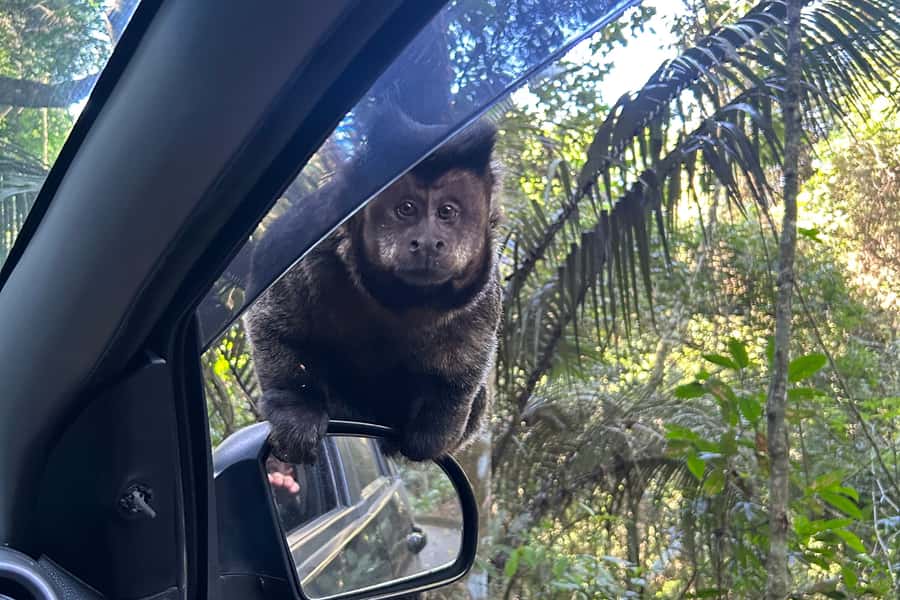 Rio de Janeiro: Tijuca National Park Tour - Why Tijuca Works So Well as a Rio Half-Day