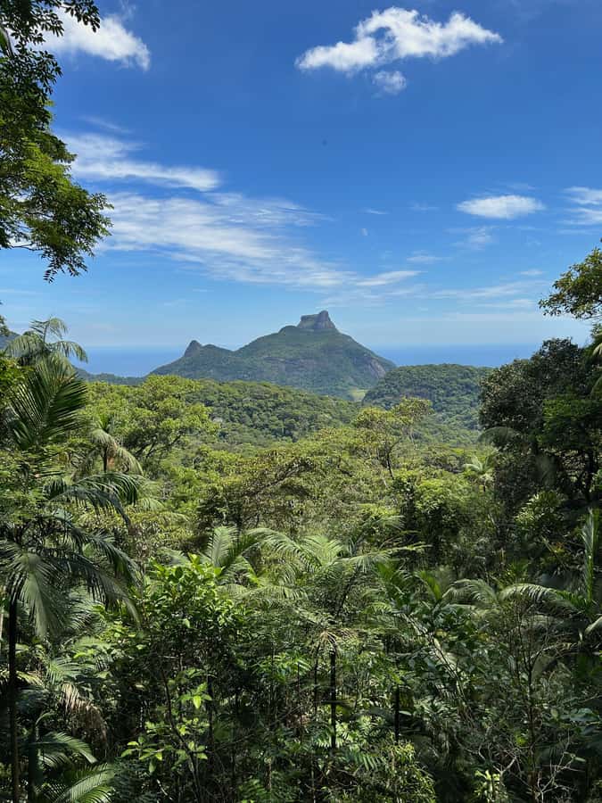 Rio de Janeiro: Tijuca National Park Tour - From Your Hotel to the Forest Viewpoints