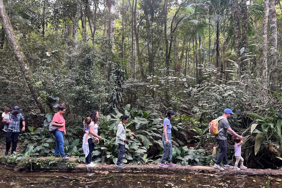 Rio de Janeiro: Tijuca National Park Tour - Cascatinha Taunay, the Park’s Classic Waterfall Stop