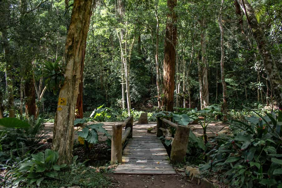 Rio: Half-Day Jeep Tour at Floresta da Tijuca - Vista Chinesa and the best city view