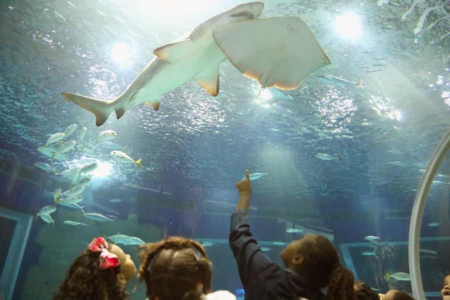 Rio: Olympic Boulevard, AquaRio and Museum of Tomorrow Tour - Why Olympic Boulevard is worth your time