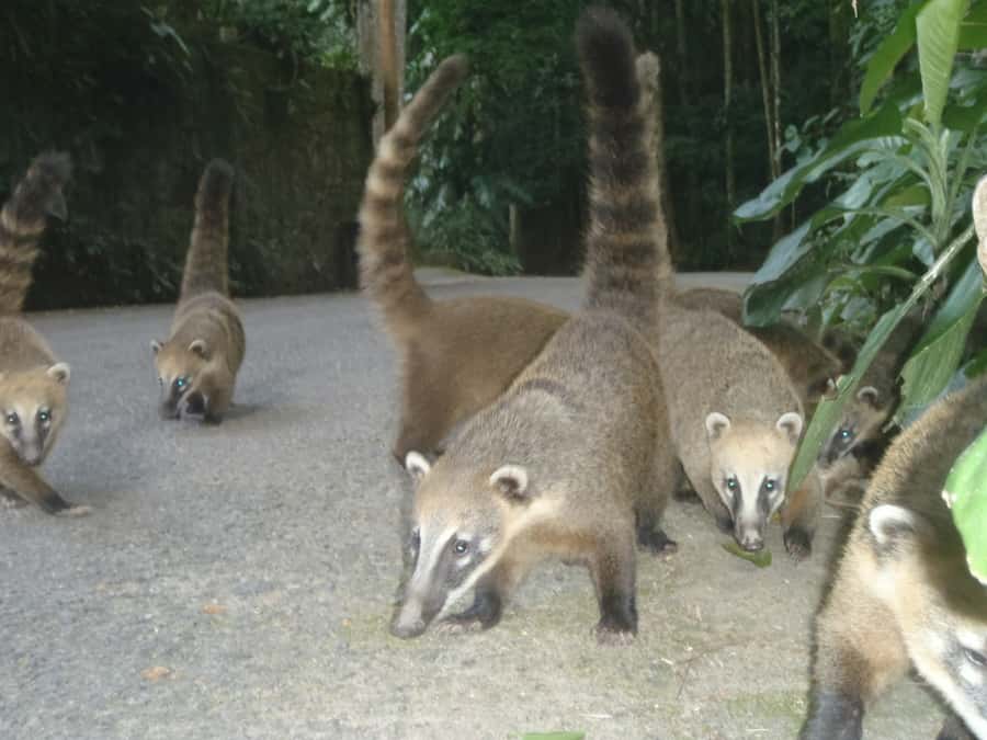 Rio: Private Tour 5 Hours Customized Tour With a Local Guide - Tijuca Forest and the Botanical Garden