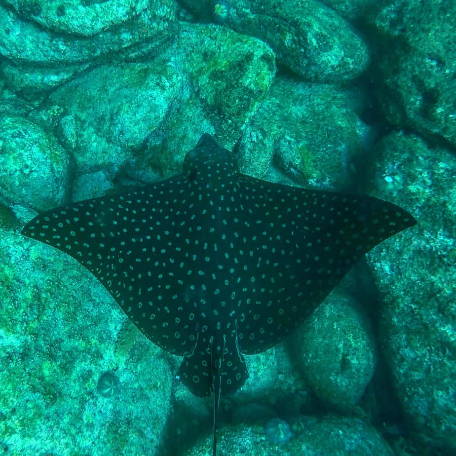 Rio: Snorkel & Swim with Turtles Tour at Tijuca Islands - Guides, languages, and the small-group feel