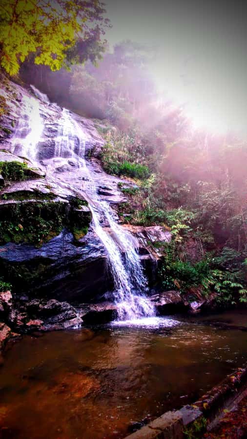 Rio: Tijuca Forest Small Group Hike to Caves and Waterfalls - Cova da Onça Suspension Bridge and forest details