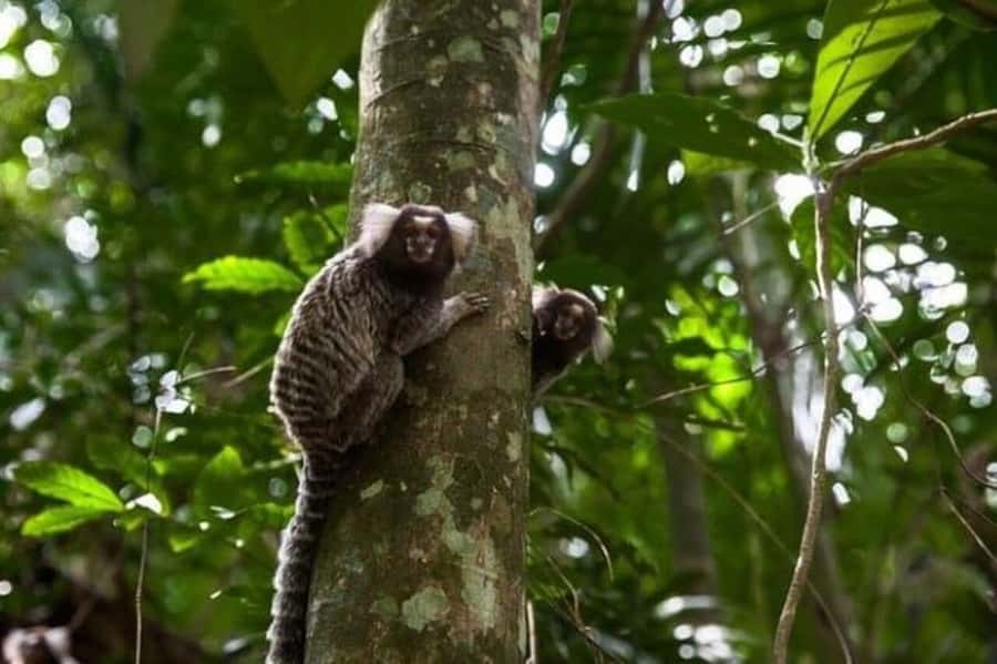 São Paulo: Atlantic Forest Hike in Jaraguá Park with Picnic - Who will enjoy this hike most