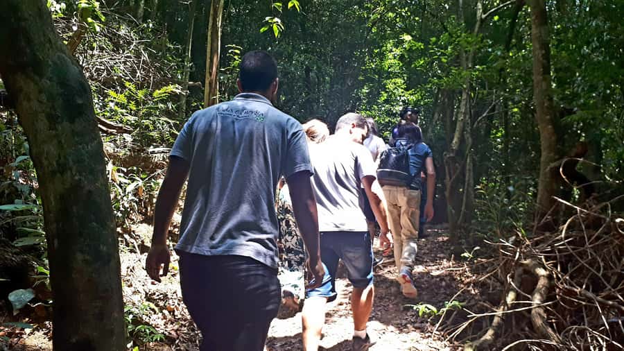 São Paulo: Cantareira Natural Park Guided Rainforest Hike - The main drawbacks to consider