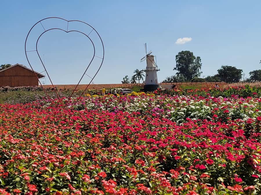 São Paulo: Holambra Colorful Flower Farm Guided Day Trip - Why Holambra makes a good day outside São Paulo