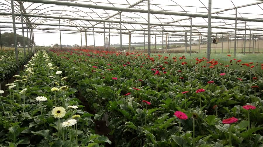 São Paulo: Holambra Colorful Flower Farm Guided Day Trip - Who will enjoy this day trip most