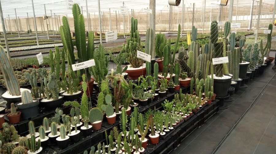 São Paulo: Holambra Colorful Flower Farm Guided Day Trip - Should you book the Holambra flower farm tour?