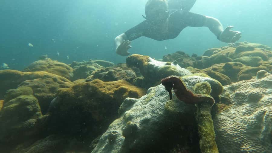 Snorkeling with turtles in their natural habitat - Why this Ilha Grande boat trip works