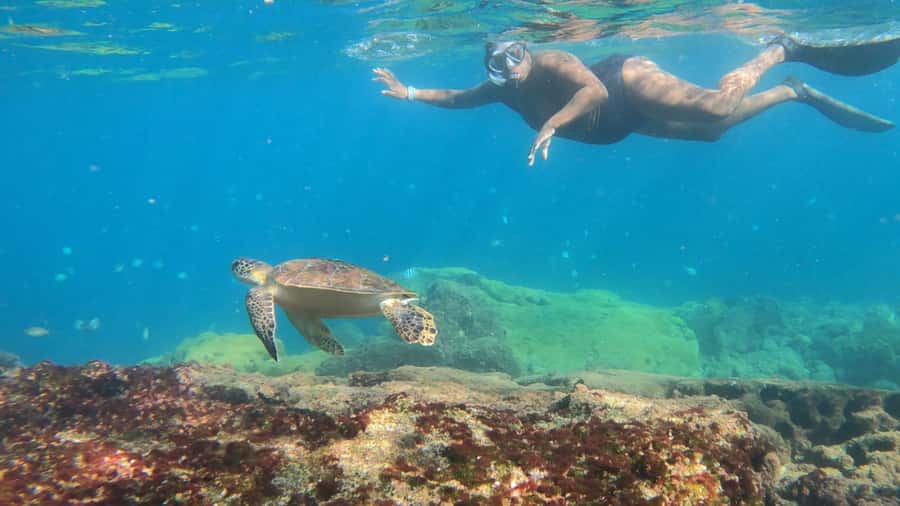 Snorkeling with turtles in their natural habitat - Lagoa Azul and the search for turtles