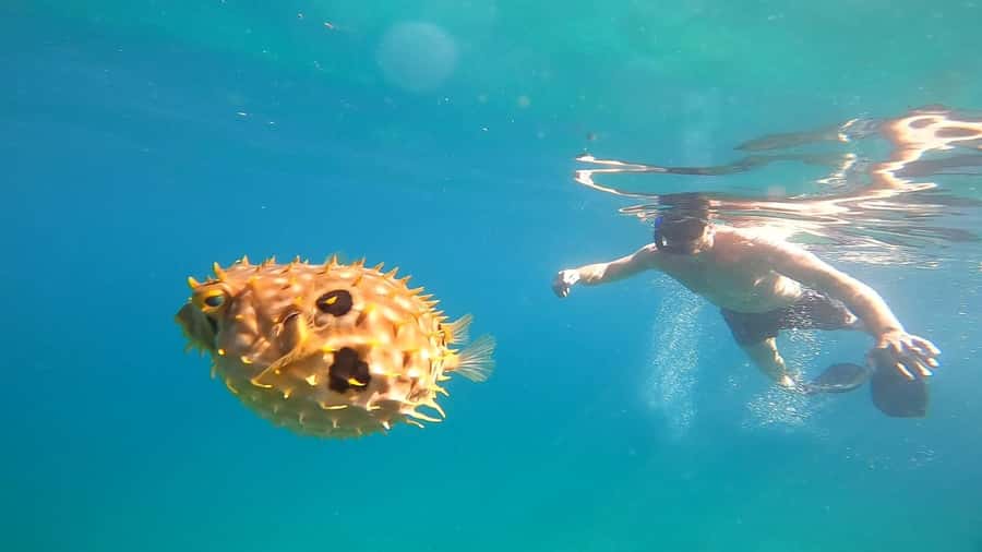 Snorkeling with turtles in their natural habitat - The private boat and what is included