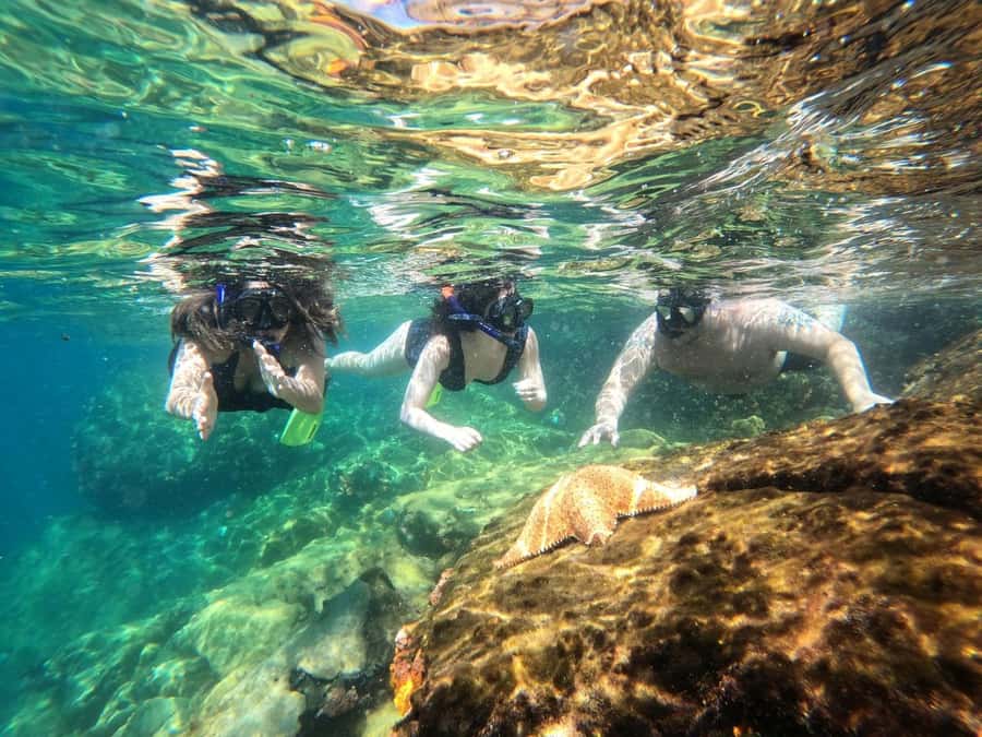Snorkeling with turtles in their natural habitat - Who should book this experience?