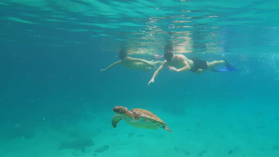 Snorkeling with turtles in their natural habitat - Meeting at Vila do Abraão at 9:30