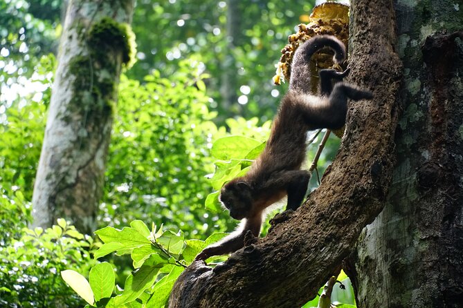 Tijuca Forest Hike - Waterfalls & Caves, Nature & Wild Life! - Cachoeira das Almas, where you can cool off