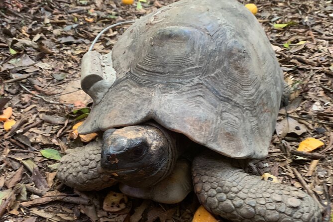 Tijuca Forest Hike - Waterfalls & Caves, Nature & Wild Life! - Belmiro, Archer, and Bats Caves
