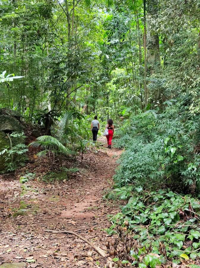 Tijuca Forest´s hike: caves, waterfalls and great views - Cascatinha Taunay, the forest’s dramatic opening
