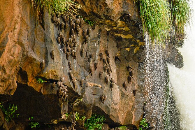 Transport to the Falls + Parque das Aves in a family vehicle. - A practical half-day plan from Foz do Iguaçu