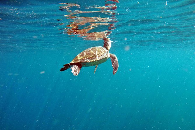Turtle Snorkeling by Adrenailha - What you are really paying for at $60.26