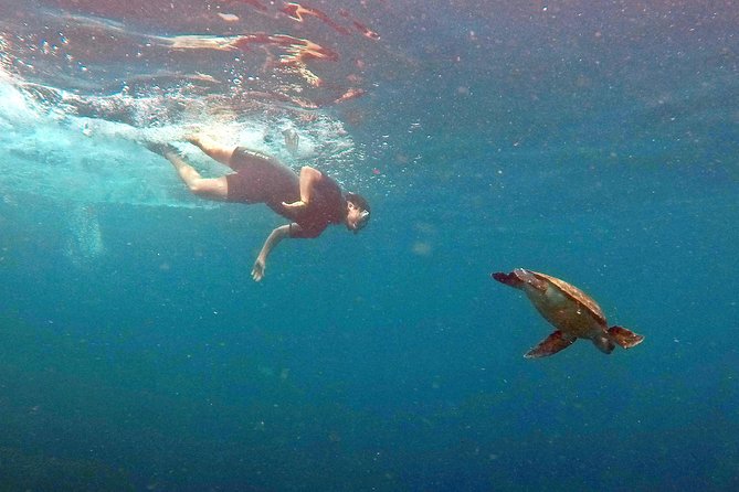 Turtle Snorkeling by Adrenailha - Starting at Barra da Lagoa